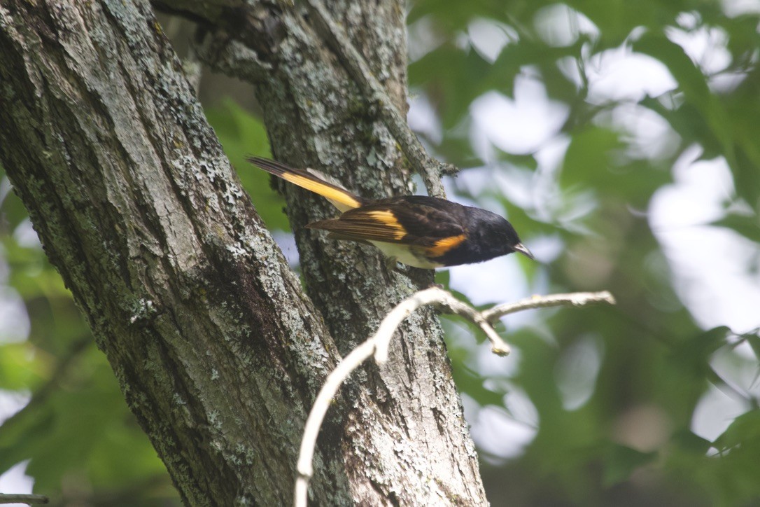 American Redstart - ML638075549