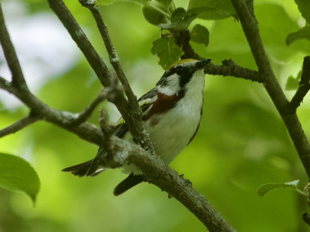 Chestnut-sided Warbler - ML638075577
