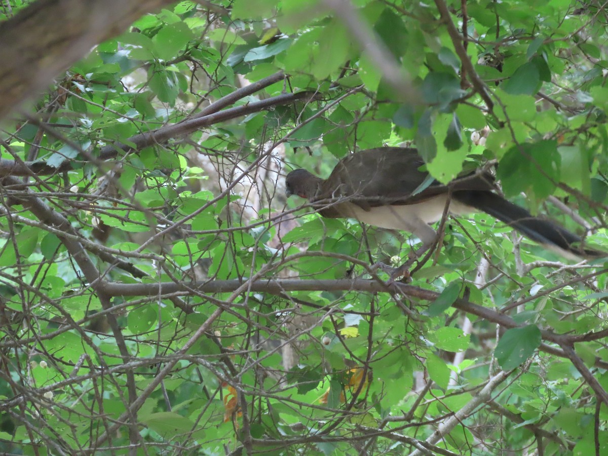 Chestnut-winged Chachalaca - ML638075579