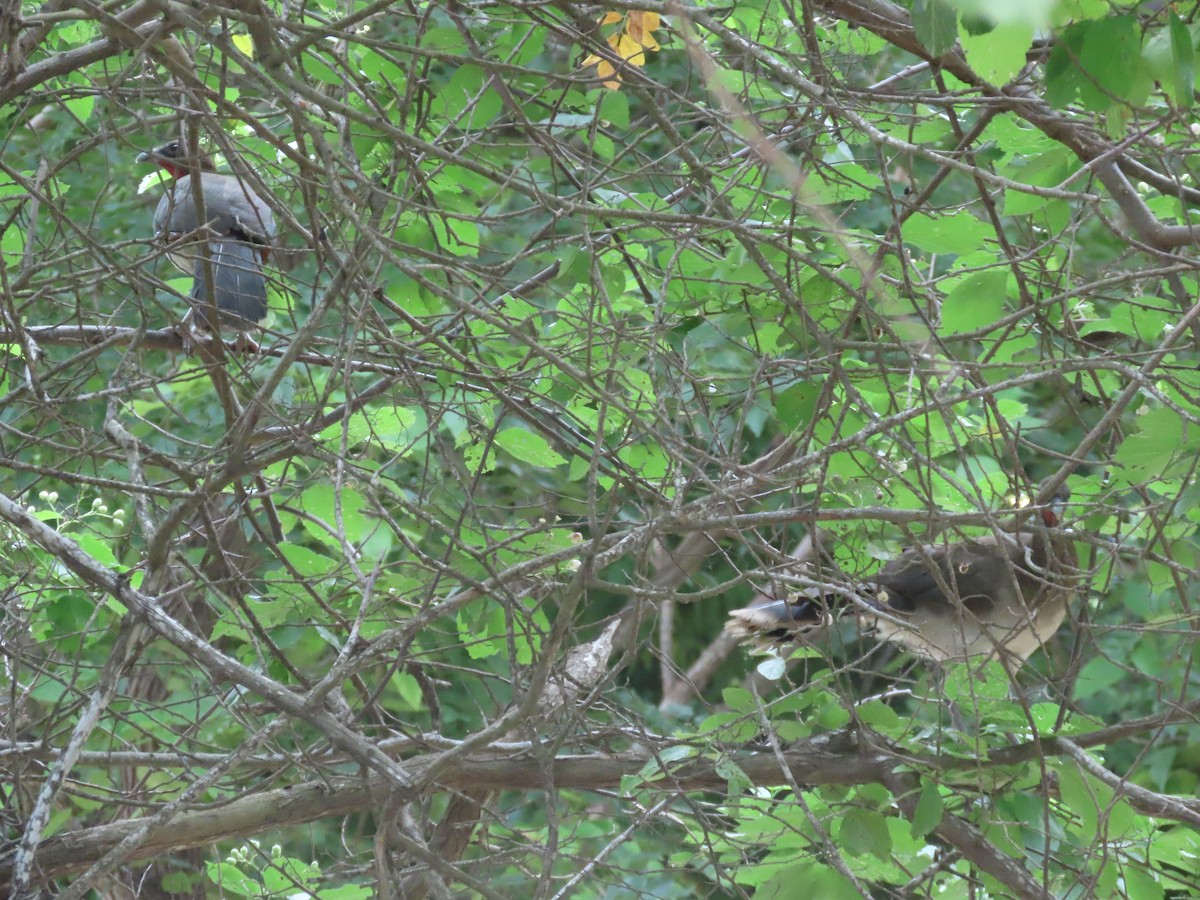 Chestnut-winged Chachalaca - ML638075580