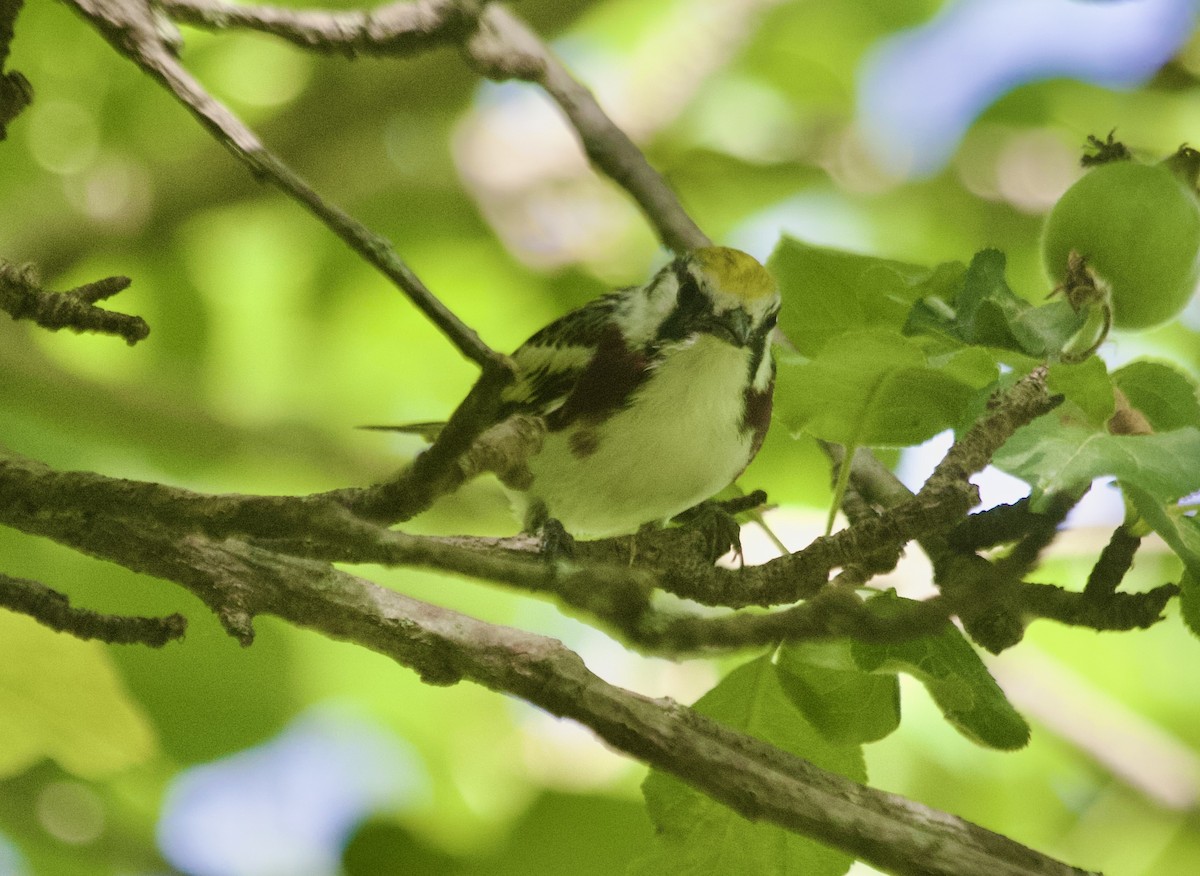 Chestnut-sided Warbler - ML638075586