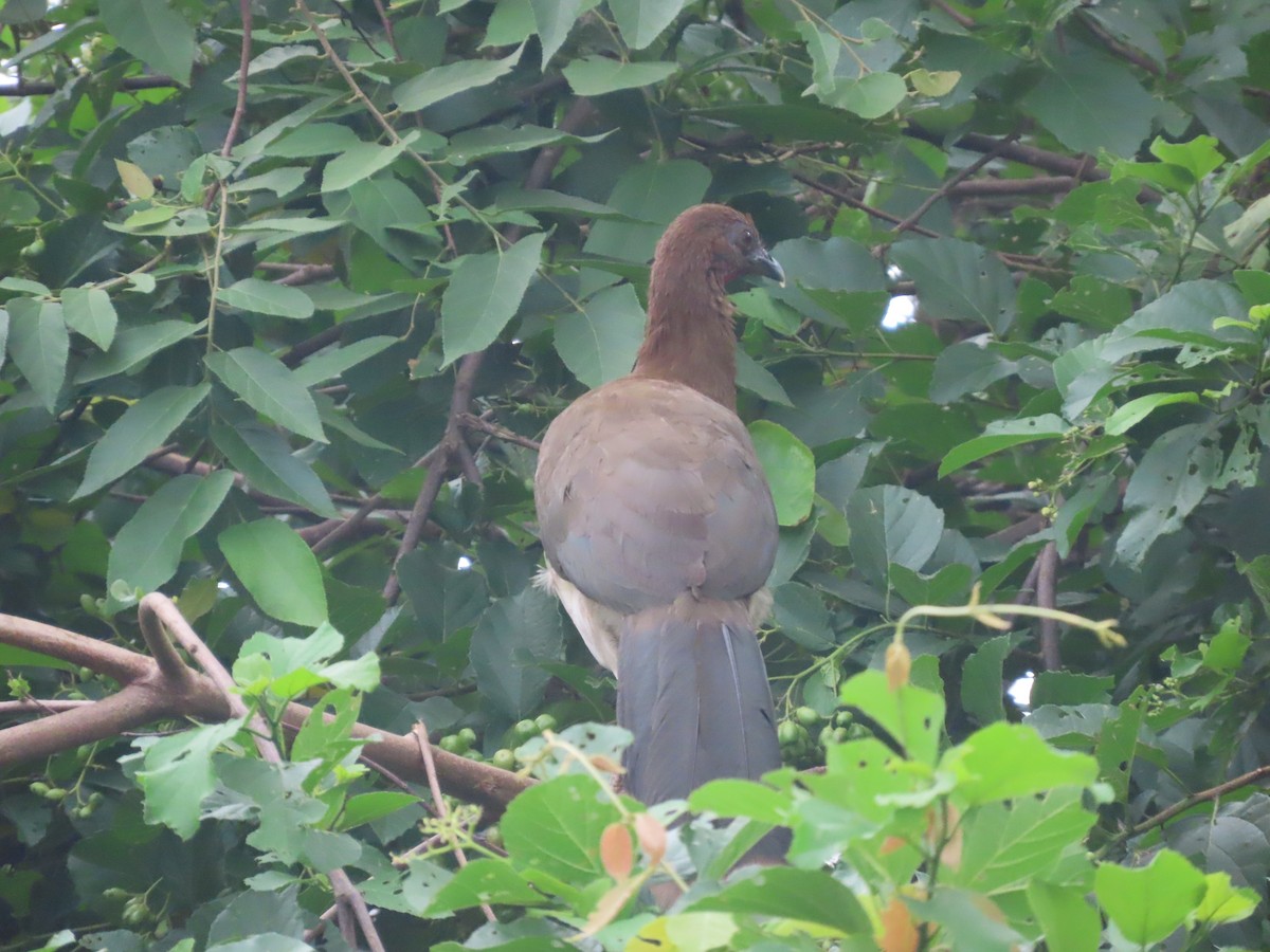 Chestnut-winged Chachalaca - ML638075619