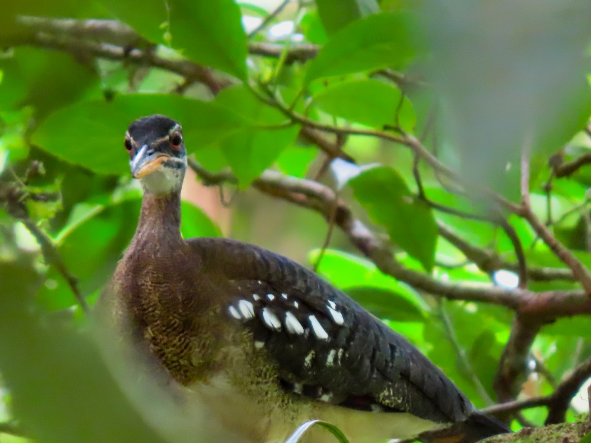 Sunbittern - ML638075640