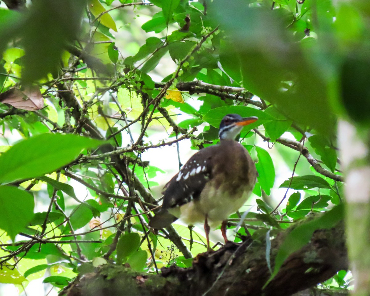 Sunbittern - ML638075641