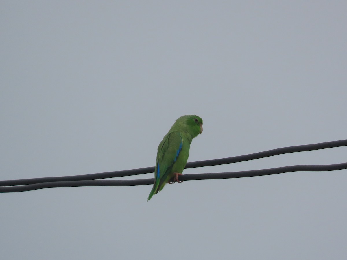Turquoise-winged Parrotlet - ML638075748