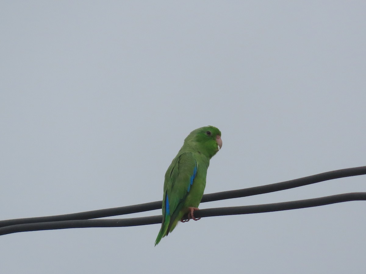 Turquoise-winged Parrotlet - ML638075749