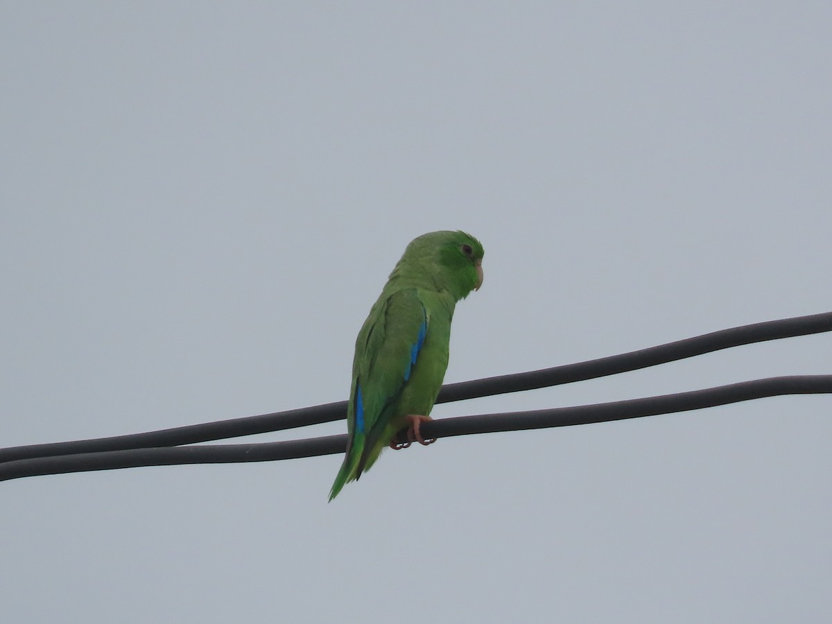 Turquoise-winged Parrotlet - ML638075751