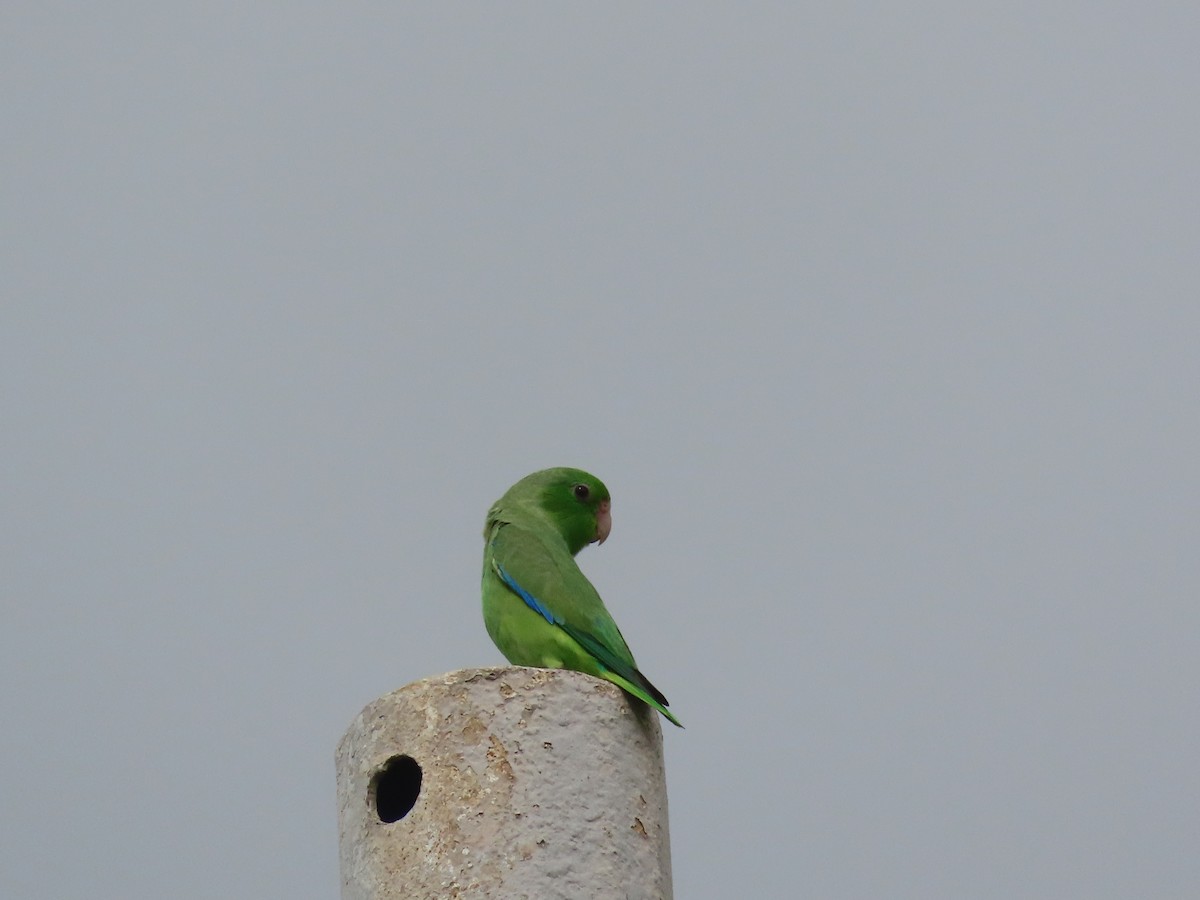 Turquoise-winged Parrotlet - ML638075758
