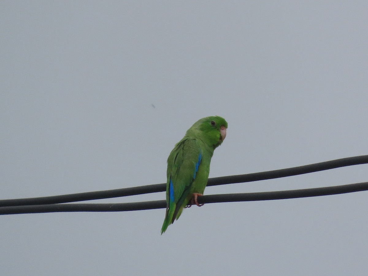 Turquoise-winged Parrotlet - ML638075759
