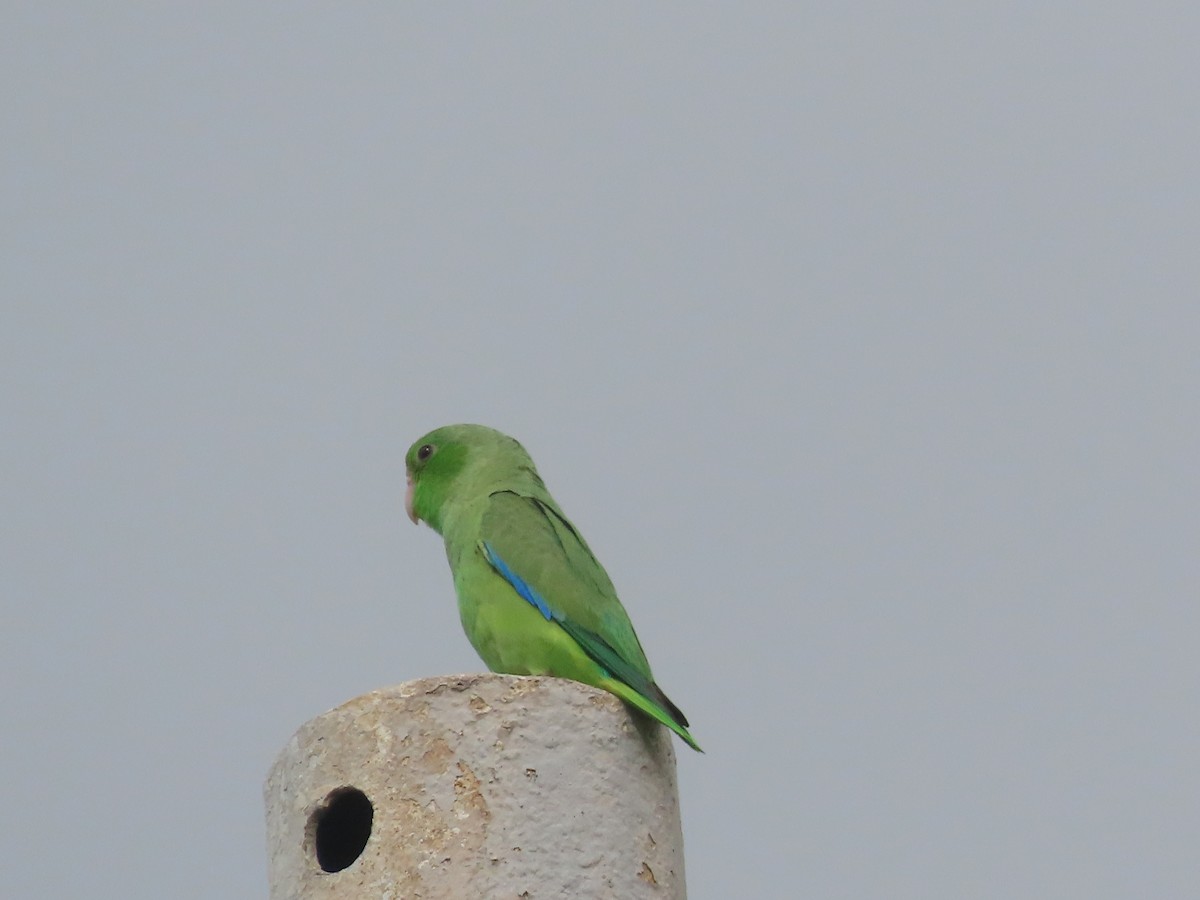 Turquoise-winged Parrotlet - ML638075760