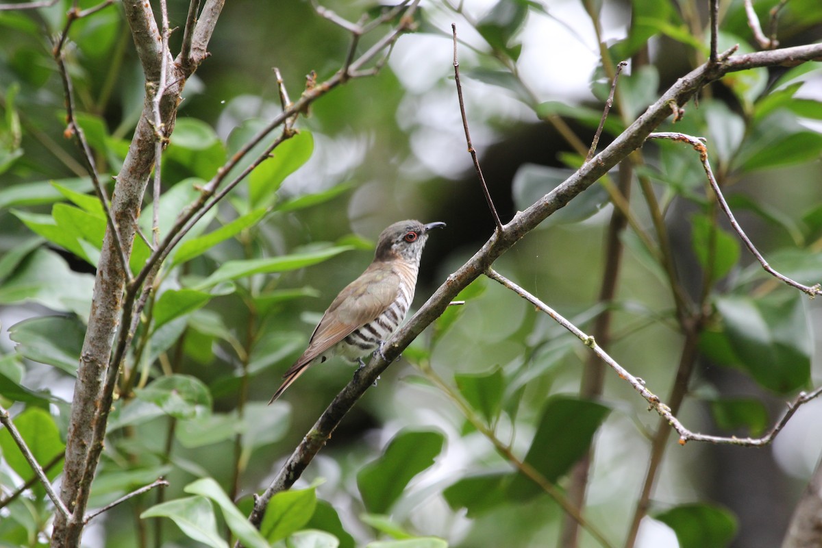 Little Bronze-Cuckoo - ML638075771