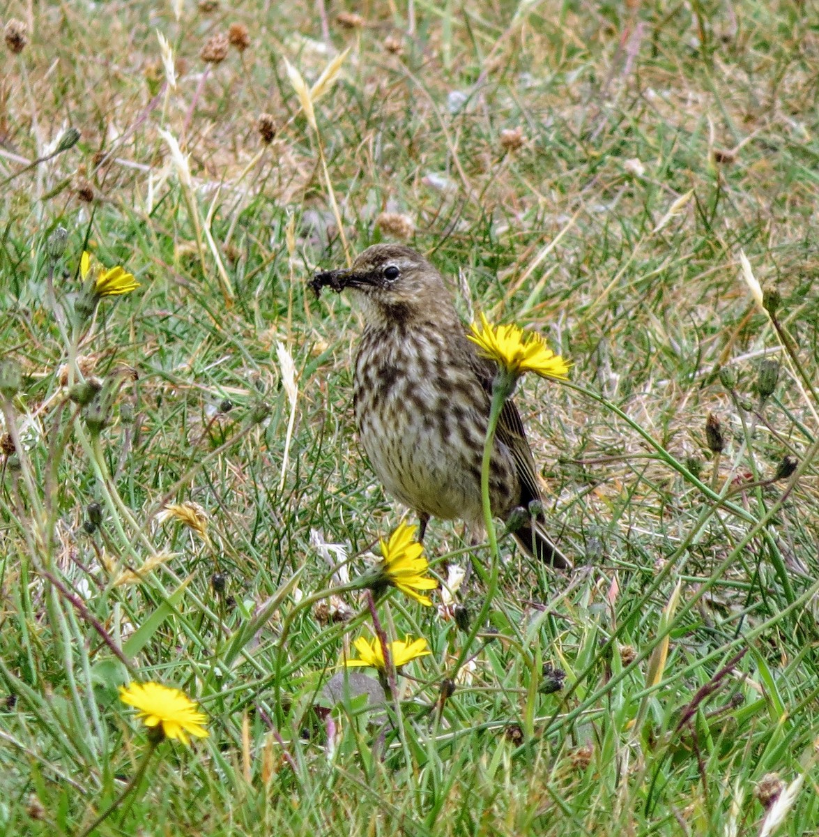 Rock Pipit - ML638075792