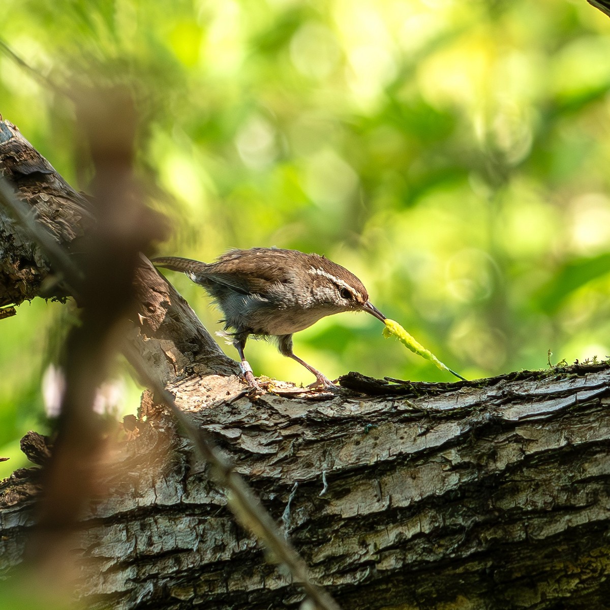 Bewick's Wren - ML638075828