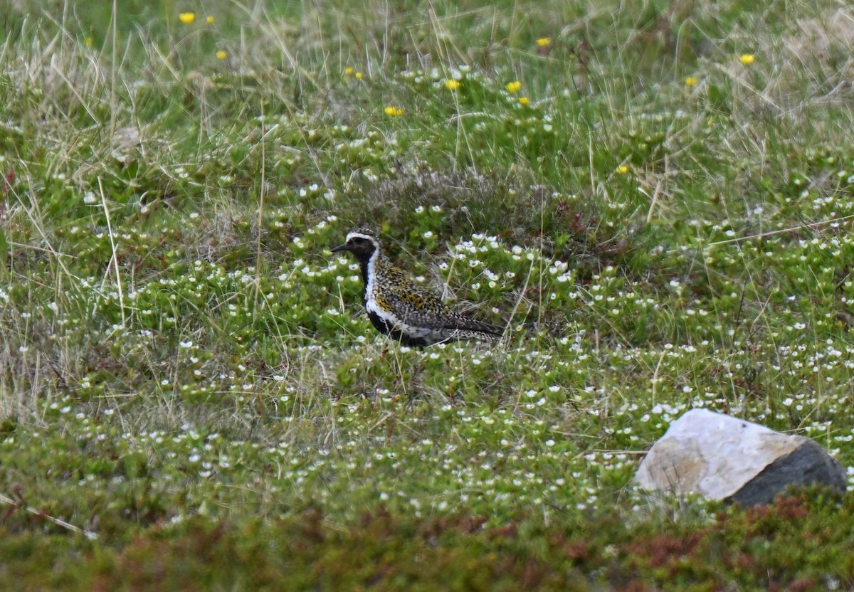 kulík zlatý - ML638075830