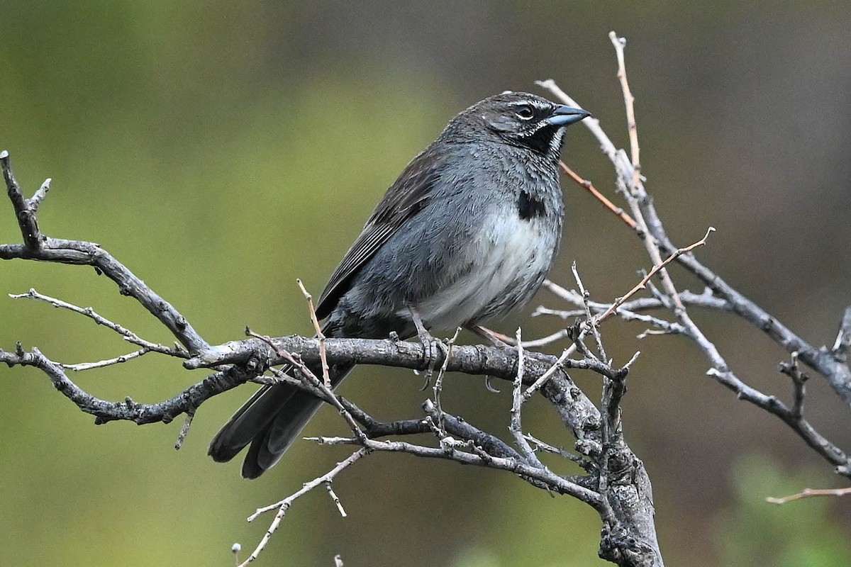 Five-striped Sparrow - ML638075846
