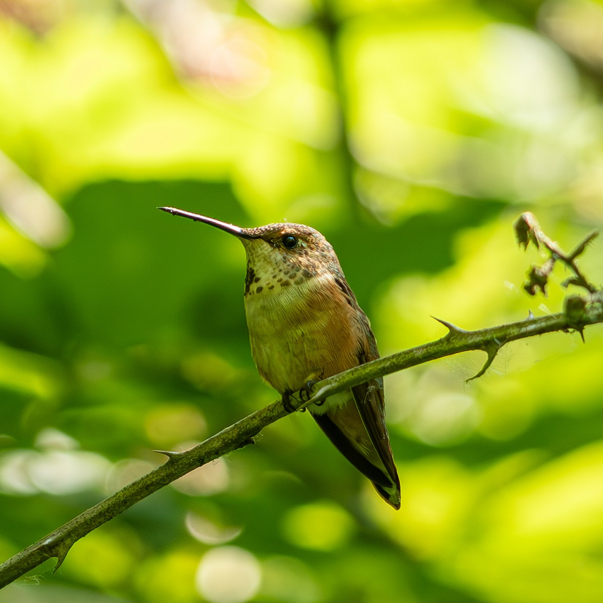Rufous Hummingbird - ML638075856