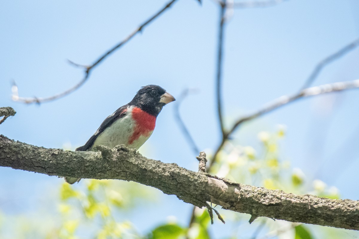 Rose-breasted Grosbeak - ML638075873