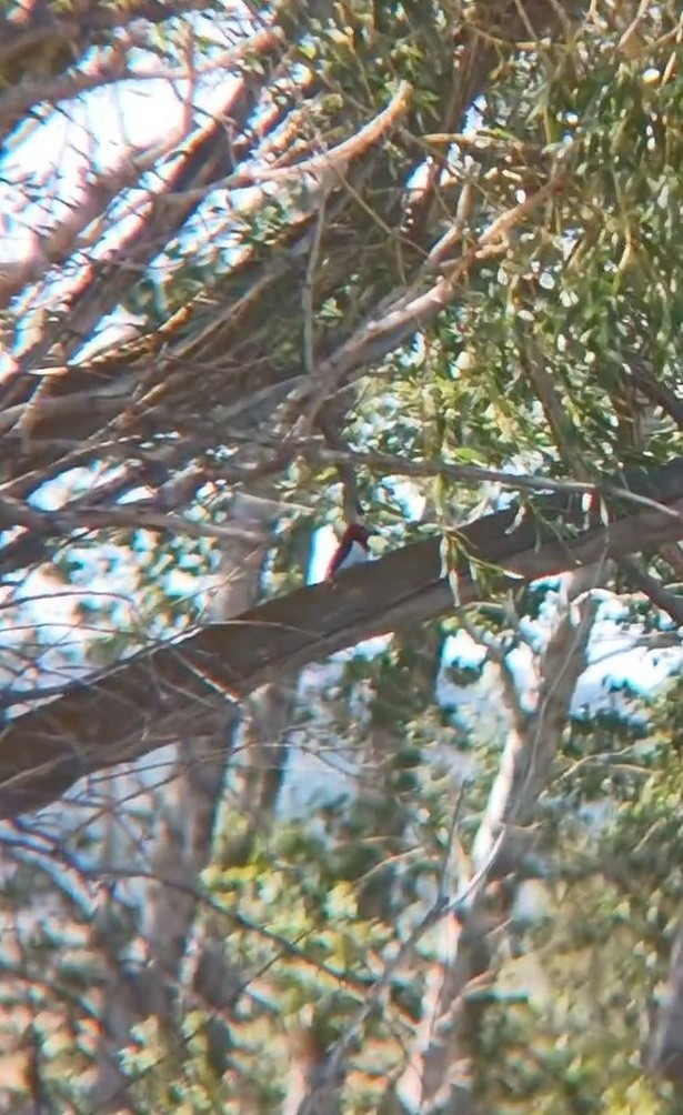 Red-headed Woodpecker - ML638075892