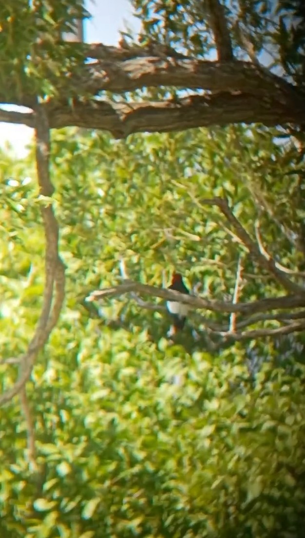Red-headed Woodpecker - ML638075904