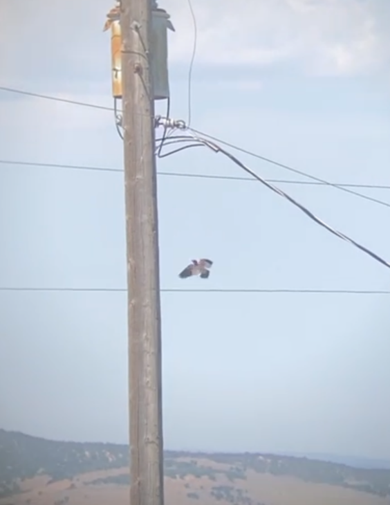 Red-headed Woodpecker - ML638075905