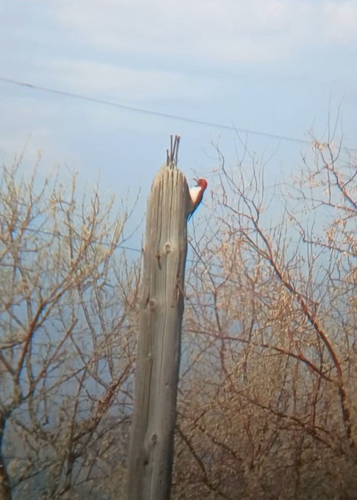 Red-headed Woodpecker - ML638075906