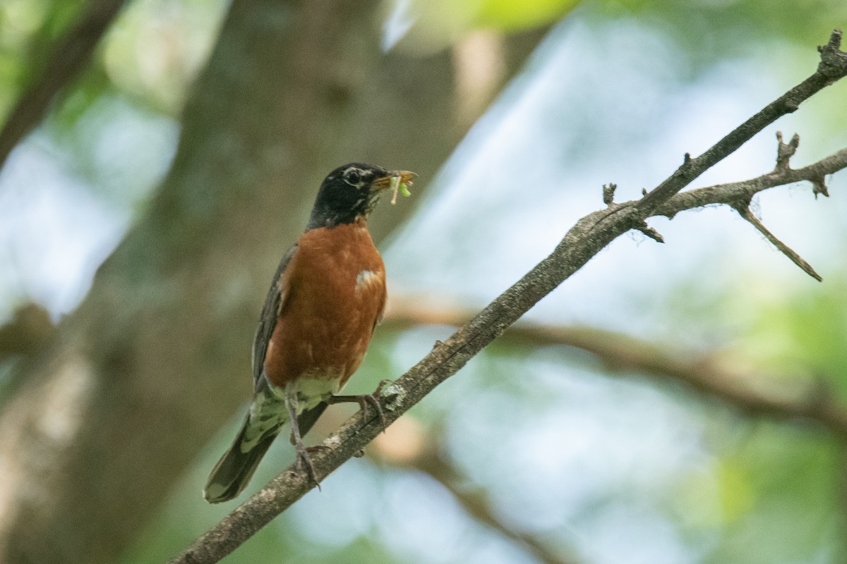 American Robin - ML638075907