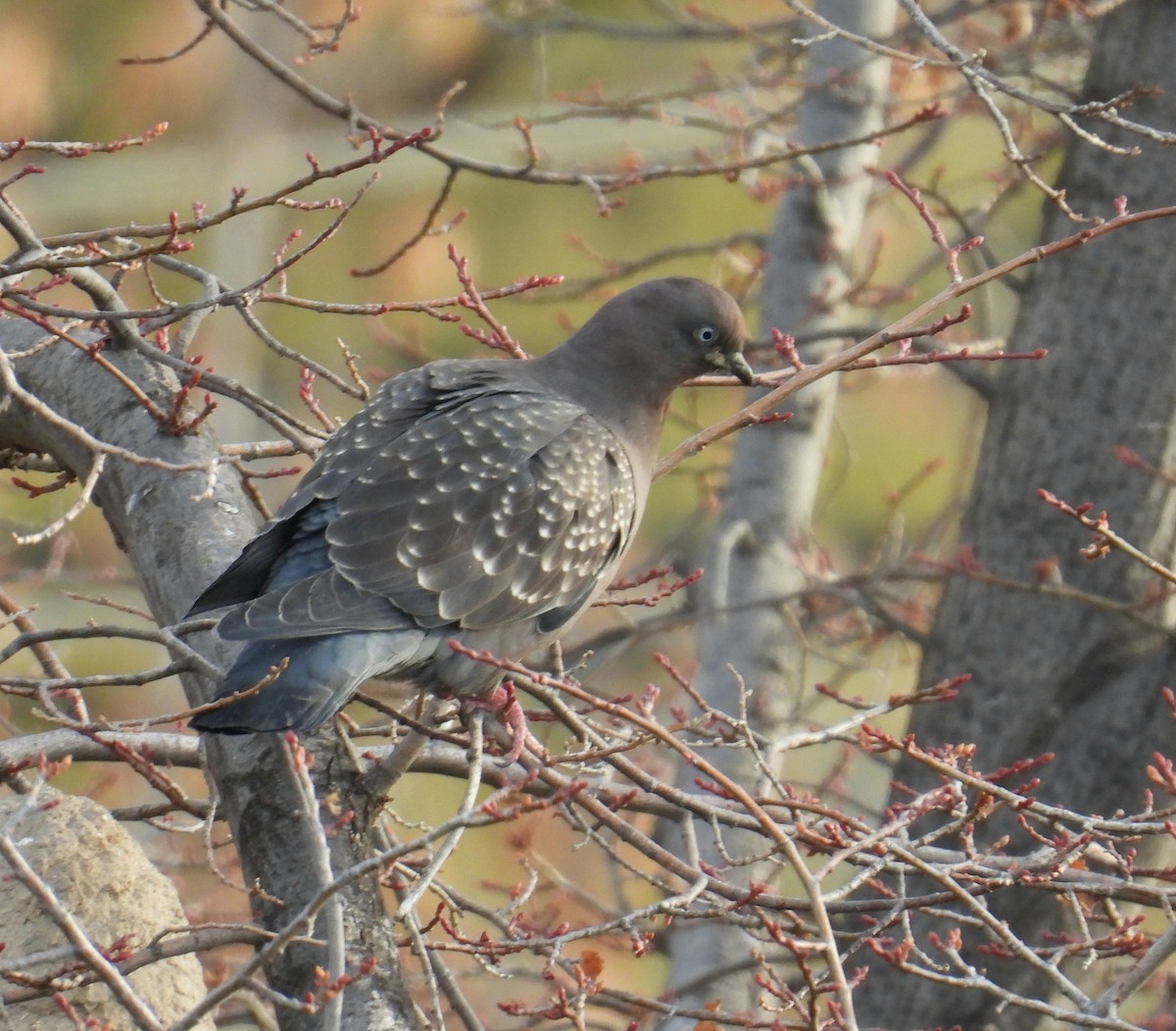 Spot-winged Pigeon - ML638075925