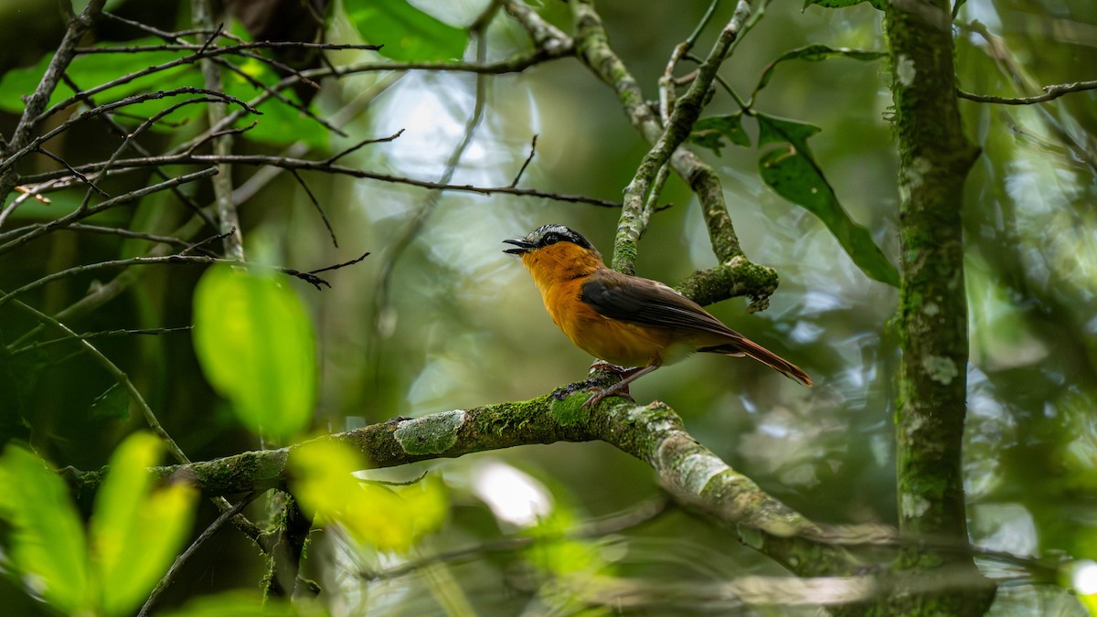 Gray-winged Robin-Chat - ML638075982
