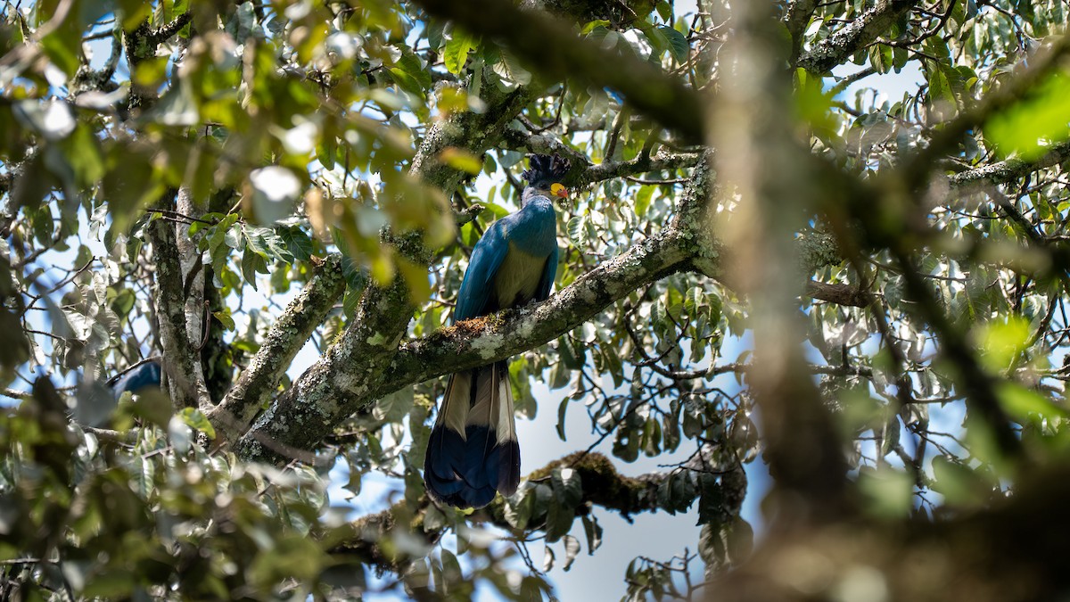 Great Blue Turaco - ML638076012