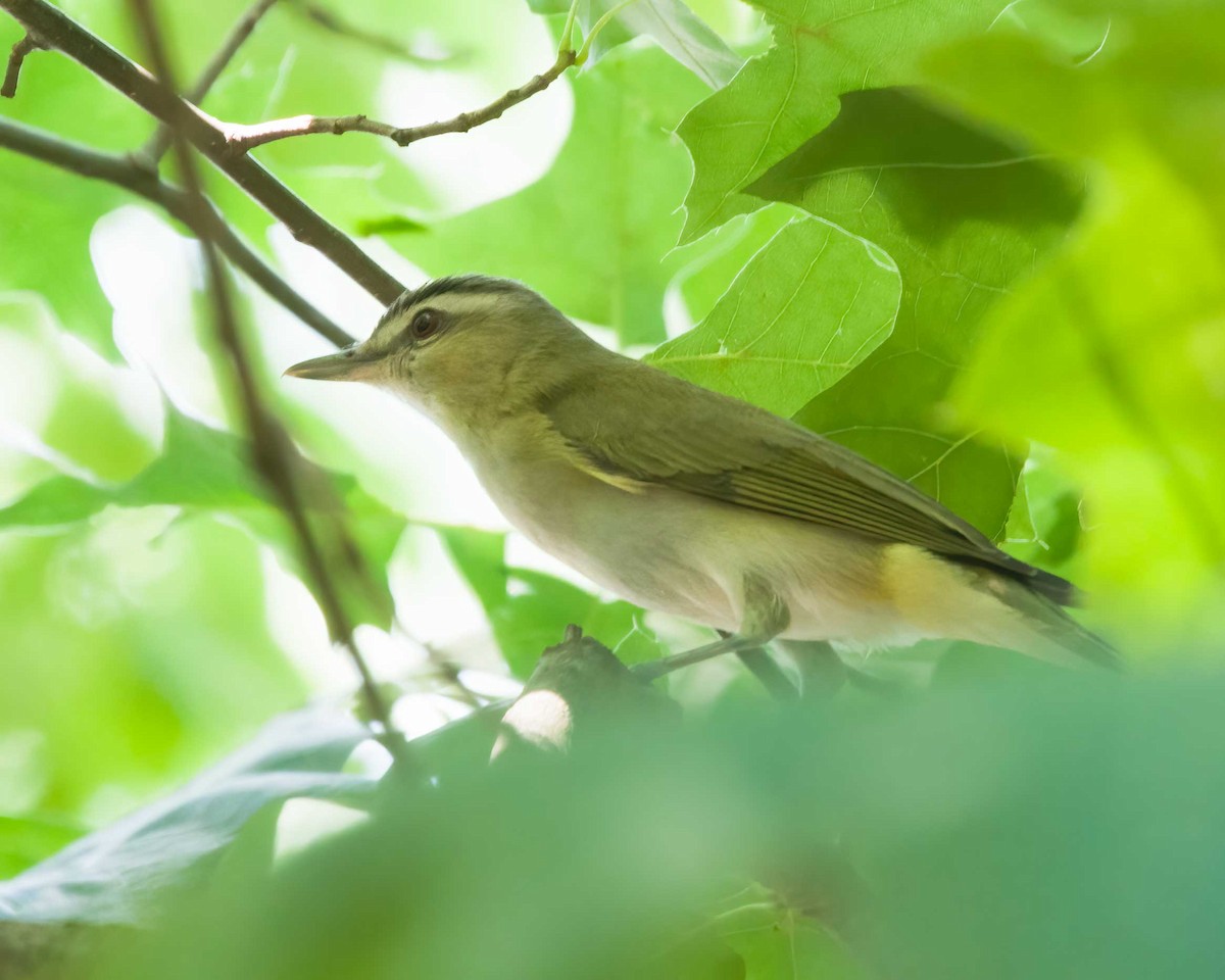 Red-eyed Vireo - ML638076013