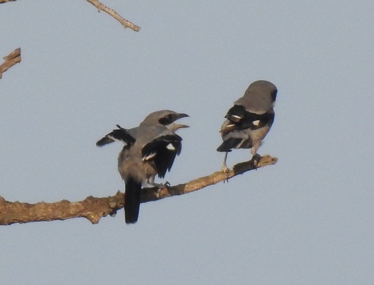 Iberian Gray Shrike - ML638076058