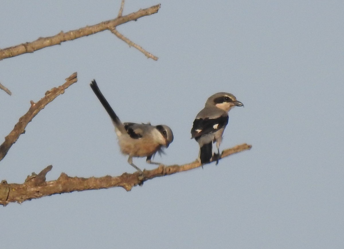 Iberian Gray Shrike - ML638076059