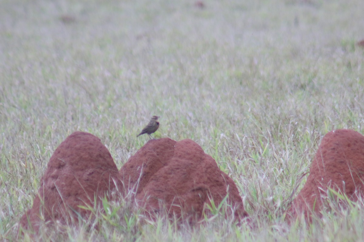 White-browed Meadowlark - ML638076065