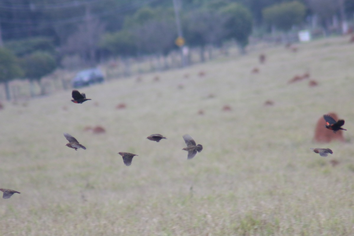 White-browed Meadowlark - ML638076067