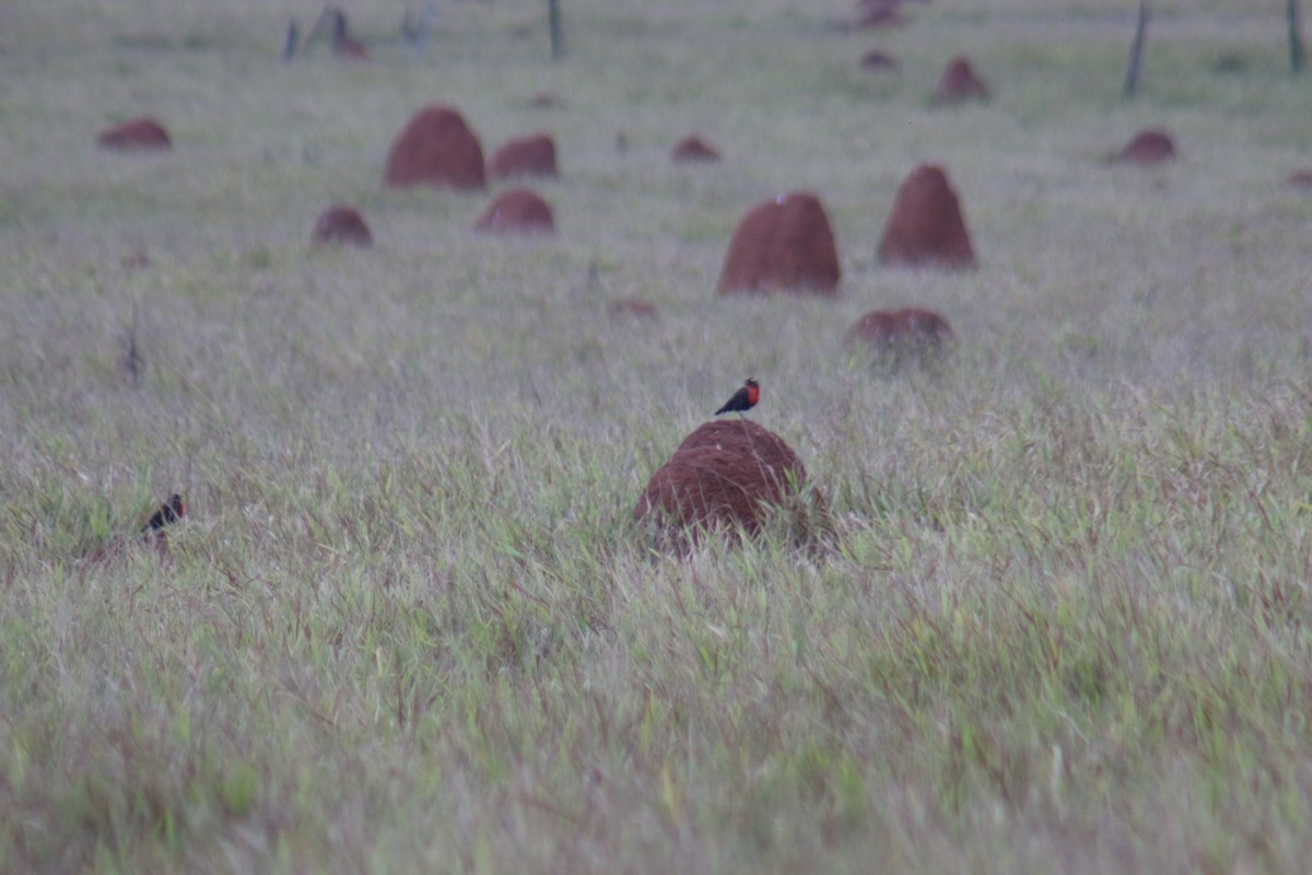 White-browed Meadowlark - ML638076068