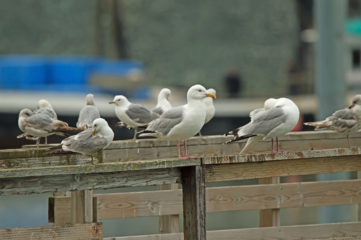 American Herring Gull - ML638076075