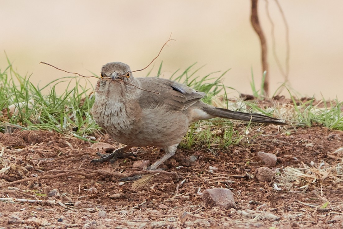 Bendire's Thrasher - ML638076081
