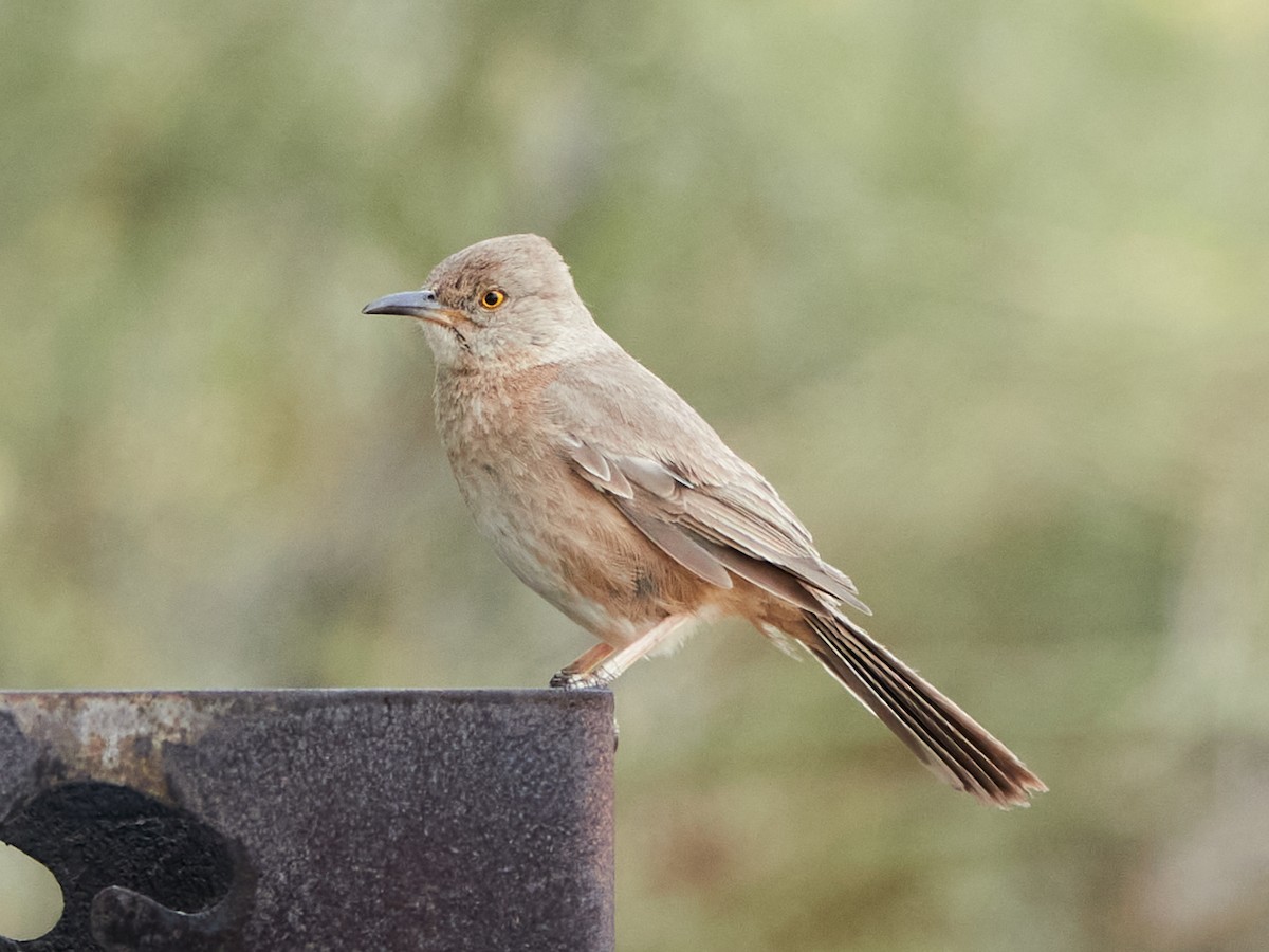 Bendire's Thrasher - ML638076115