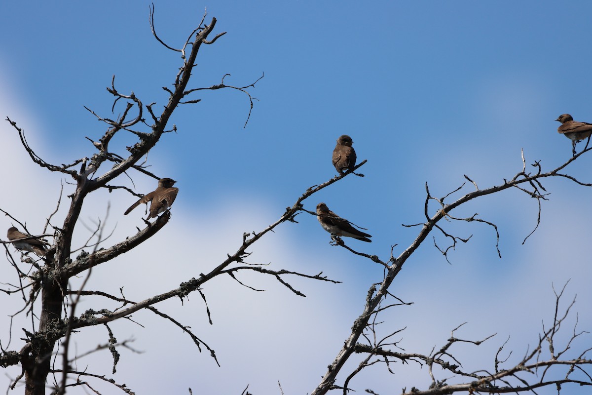 Northern Rough-winged Swallow - ML638076170
