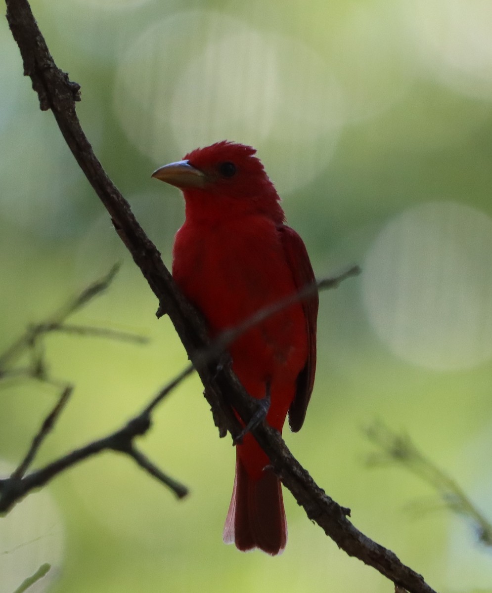 Summer Tanager - ML638076198