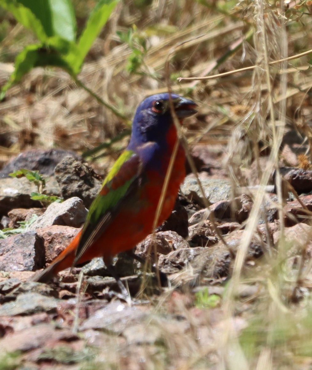 Painted Bunting - ML638076213