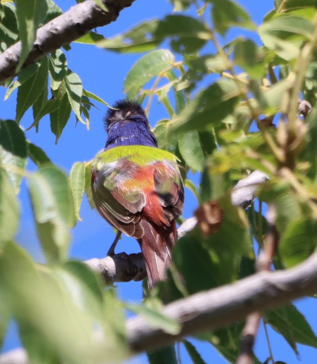 Painted Bunting - ML638076214
