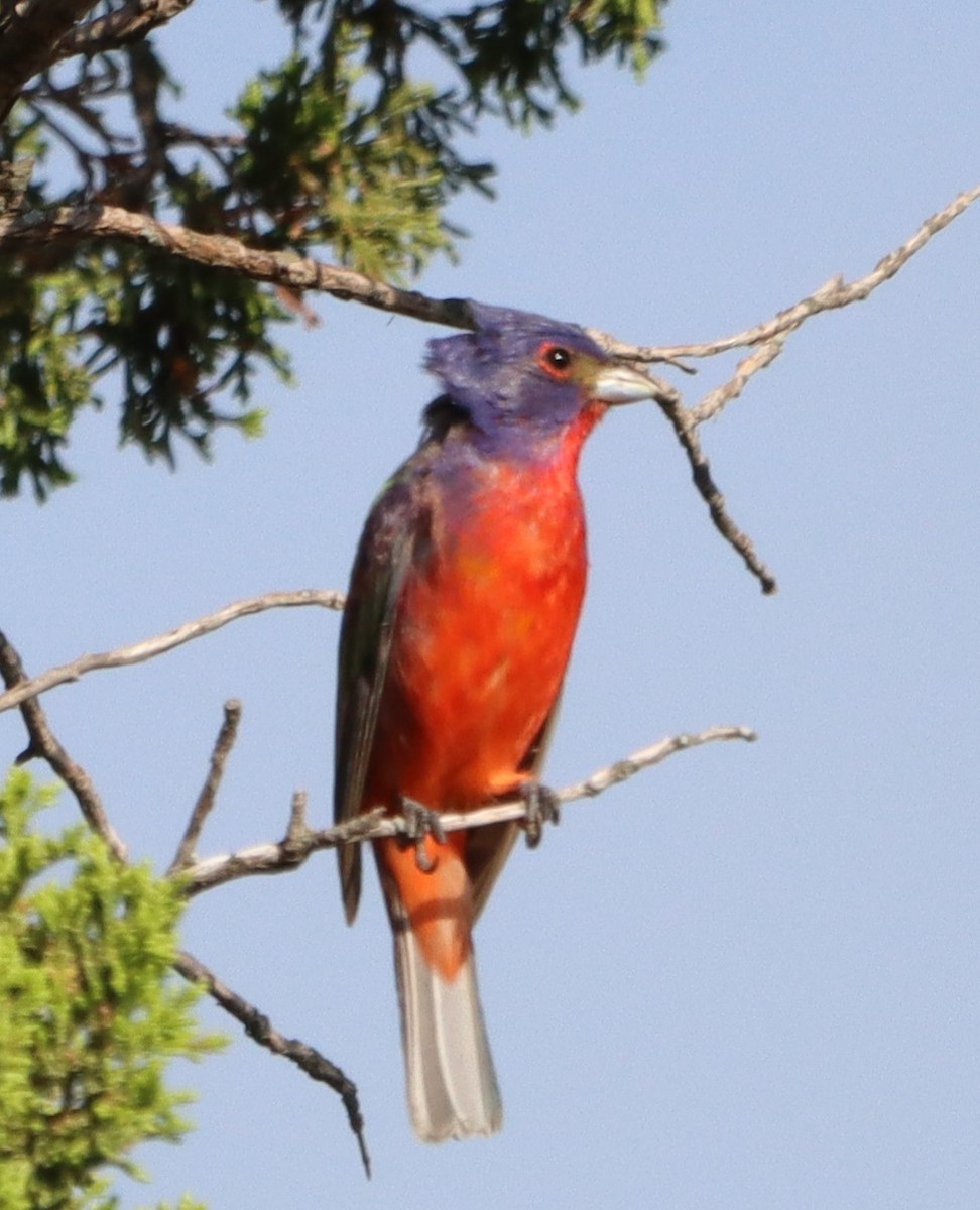 Painted Bunting - ML638076215