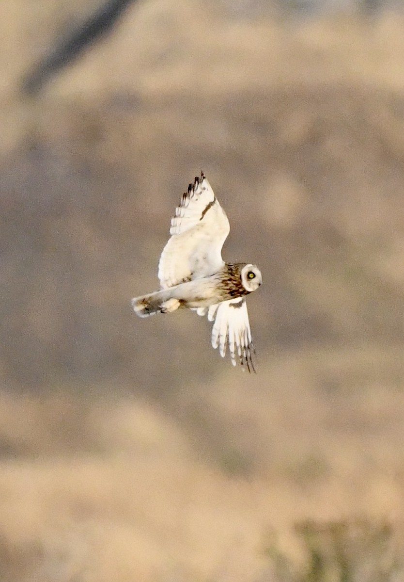 Short-eared Owl - ML638076247