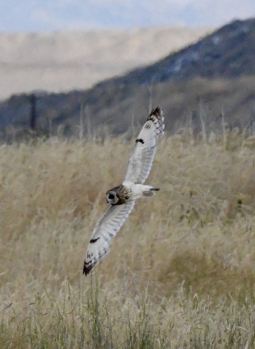 Short-eared Owl - ML638076248