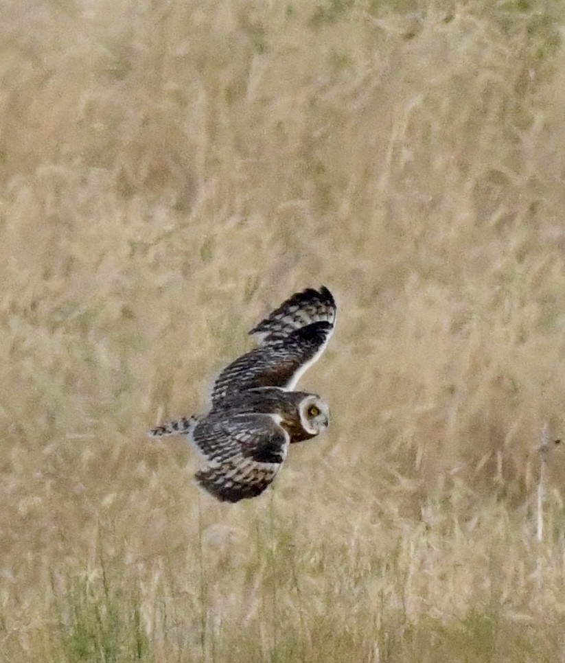 Short-eared Owl - ML638076249
