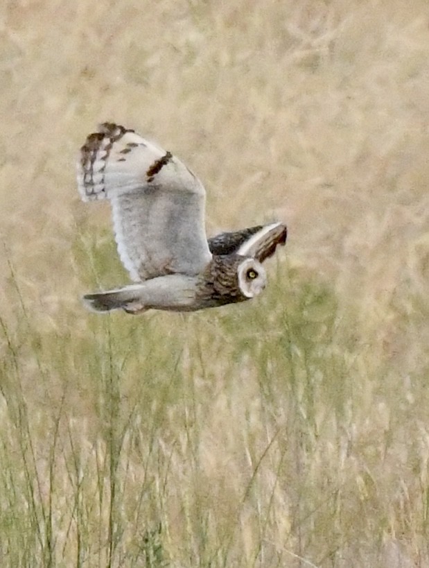 Short-eared Owl - ML638076250