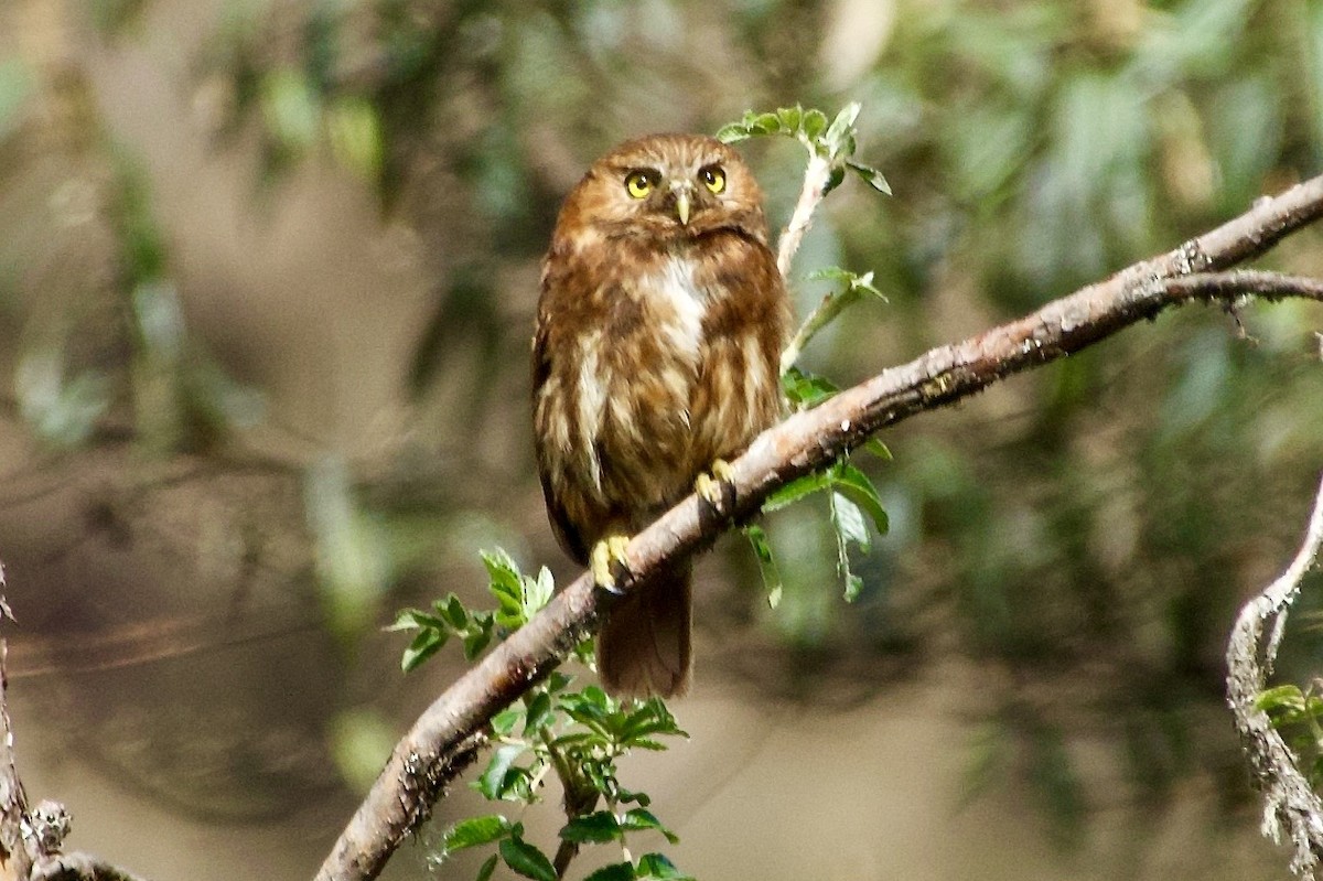 Yungas Pygmy-Owl - ML638076252