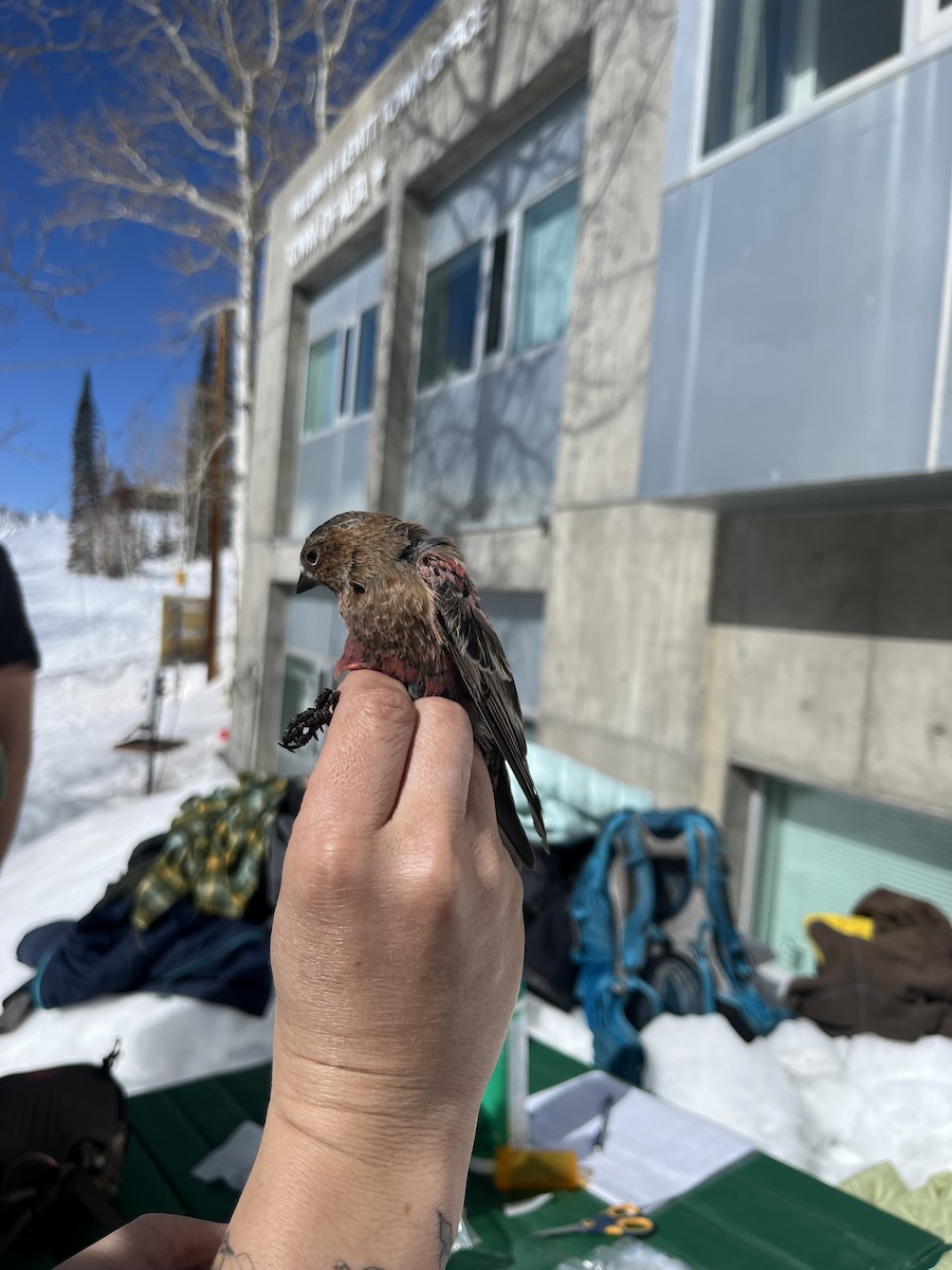 Brown-capped Rosy-Finch - ML638076353