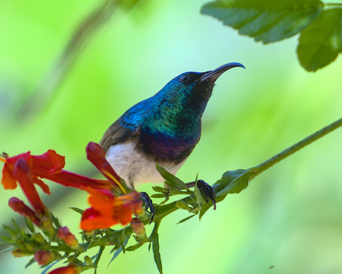 White-bellied Sunbird - ML638076439
